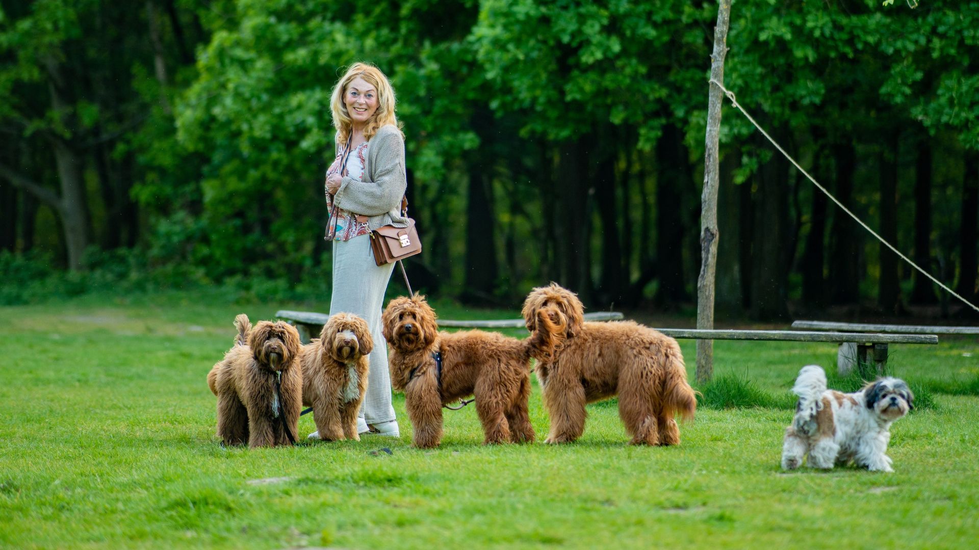 beautiful fleece australian labradoodle