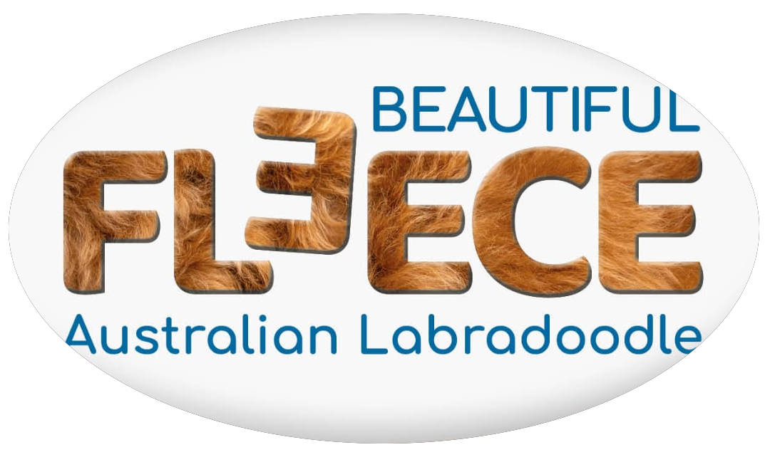 australian labradoodle